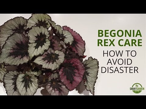 Begonia Rex Care (Don't Make These Mistakes!)
