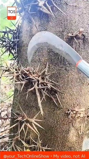 DANGER TREE 🌵 cutting giant thorns safely 🔪🔥 #skills #crafts #shorts