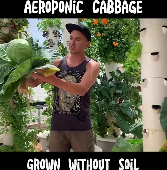 Aeroponic cabbage grown without the use of soil #cabbage #aeroponics #verticalfarming #towergarden #towerfarms #harvest #vegetables #aeroponics #hydroponics #farming