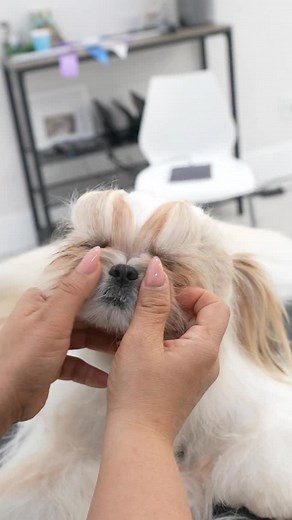 23K views · 1.2K reactions | Our students had the chance to learn how to do the cutest haircut today from @monabellancmg #doggrooming | Northern California Grooming Academy | Facebook