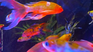 Colorful bright koi carp swim in the aquarium and eat with pipette