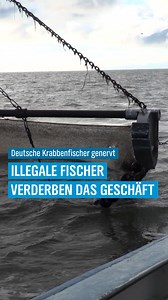 Die Krabbenfischer an der Westküste Schleswig-Holsteins verzeichnen ein gutes Fangjahr. Dennoch ist bei einigen von ihnen die Stimmung schlecht. Es gibt derzeit zwar viele Krabben, aber deswegen kommen auch viele Boote aus dem Ausland in die Region. Dabei fischen einige von Ihnen illegal - und das nervt die deutschen Fischer an der Westküste. • #NDRsh #SchleswigHolstein #NDR #Norddeutschland #Nachrichten #Krabbenfischer | NDR Schleswig-Holstein