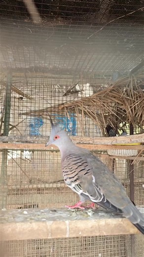 Crested Pigeon: A Deep Dive into Columbidae Family