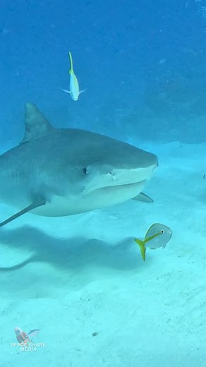 21K views · 6.5K reactions | Tiger Shark and tiny pal “fish are friends” #shark #sharks #ocean #explore #sealife #adventure | George C. Schellenger | Facebook