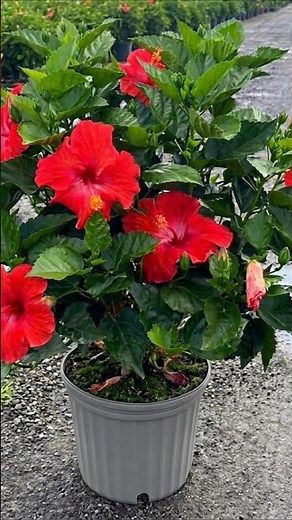 Trying to grow Hibiscus🌺 from cutting #gardenscapes