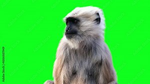 A beautiful monkey is monitoring left and right. Super realistic fur and hair. Green screen 4K animation.