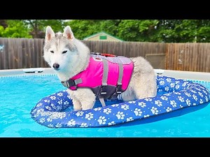 My Husky Loves to Float In the Pool