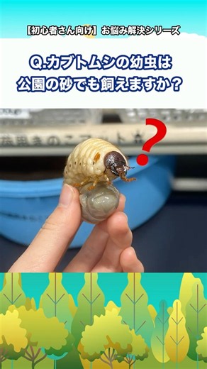 Q.カブトムシの幼虫は公園の砂でも飼えますか？【初心者さん向け】お悩み解決シリーズ！#クワガタ #カブトムシ #クワカブ #飼育方法