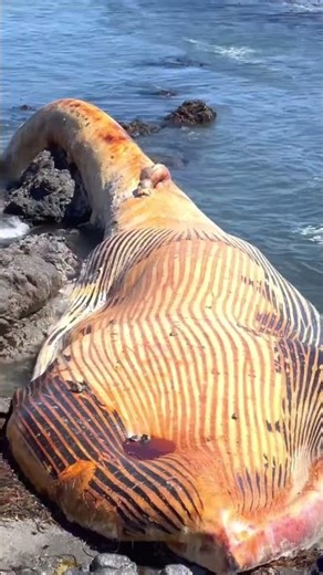Fin Whale Washes Ashore – California Coast Aftermath 🐋 #Shorts