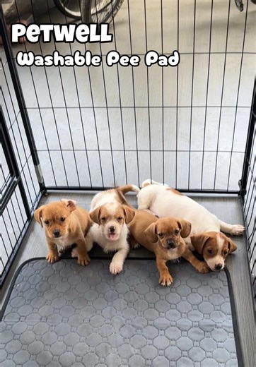 The Ultimate Washable Pee Pad for Pets