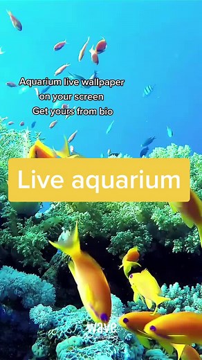 Transform Your Screen with Aquarium Live Wallpaper