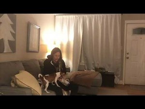 How to Give an Impossible Diabetic Dog an Insulin Shot