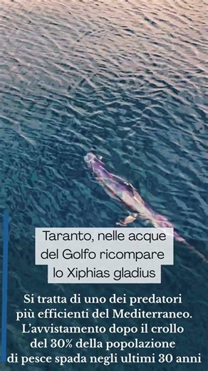 Taranto, torna il Pesce spada: l'avvistamento