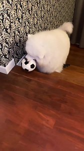 Let's play 😗😗 Cre: casperganon.samoyed | Samoyed Overload