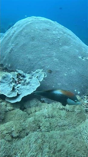 #SlingjawWrasse(Epibulus insidiator)