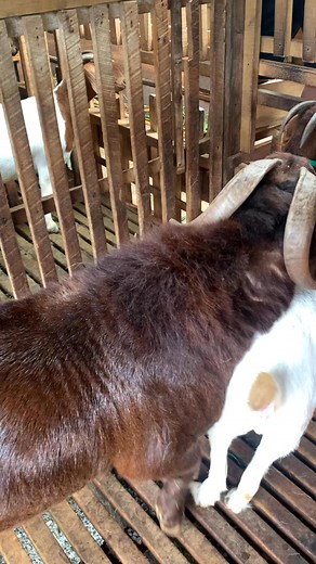 very beatiful behavior of goat | Dana Boer Farmer