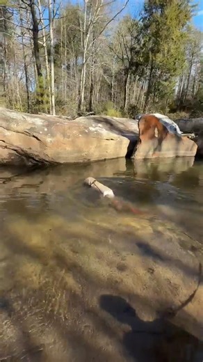 All 4 Paws Rescue on Reels