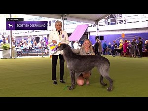 Scottish Deerhounds | Breed Judging 2024