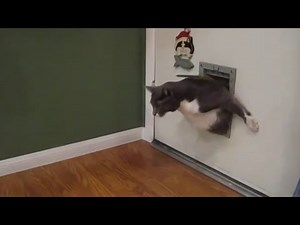 Fat Cats vs Cat Flaps