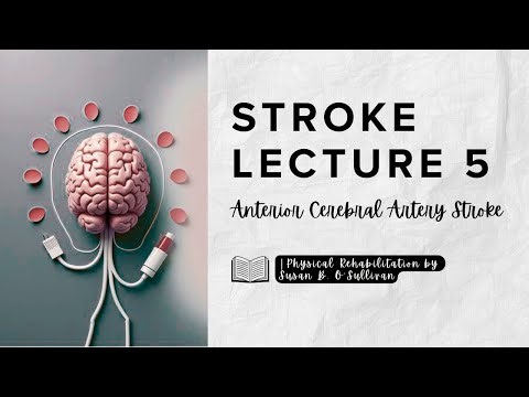 Stroke (Lecture 5) | Clinical Manifestations of Anterior Cerebral Artery (ACA) Stroke