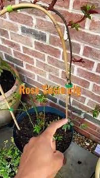 Best thing you will learn about training climbing roses! Bend those canes🥀 for blooms #climbingrose