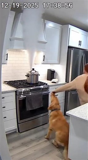 Dog Saves Owner From Exploding Pressure Cooker 🐕💥 Hero Pet Security Cam #viral