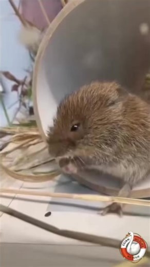 3.1K views · 152 reactions | BANK VOLE 李 Just a happy little bank...