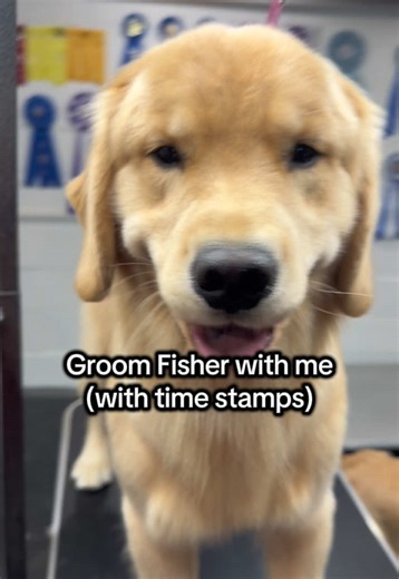Grooming a Golden Retriever: Step-by-Step Guide