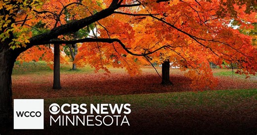 Why do leaves fall off trees in the autumn?