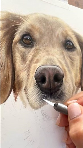 Drawing a realistic golden retriever using coloured pencils!✍🏼#dogdrawing #realisticdrawing #artist
