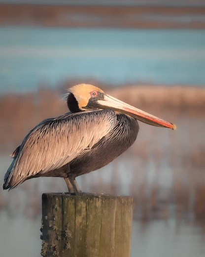 Connection looks like this. A gentle place inside the wild — steady, safe, soft. Feel the shift. Edited & captured by Lowcountry Lightworks. #️⃣ Hashtags: #MarshWitchMonday #LowcountryLightworks #ConnectionLooksLikeThis #CoastalHealing #SlowLivingMagic | Lowcountry Lightworks
