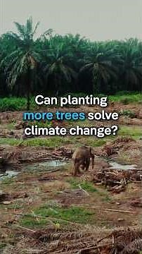 Can planting more trees solve climate change? | DW Documentary