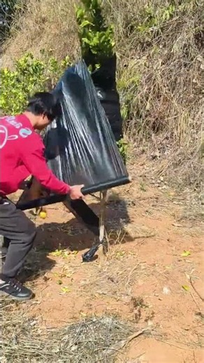 Citrus Fruit Bagging Standard Pest & Sun Protection Fruit Cultivation Skill