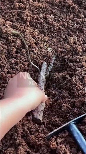 Soil Propagation for Sprouted Stems 🌱