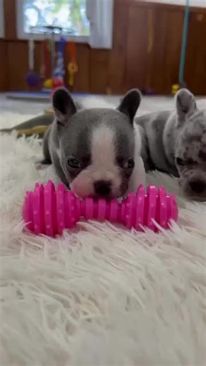 🐾 **Little Paws, Big Hearts!** ❤️🐶 Meet our adorable Mini Boston puppies, bursting with energy and love! These sweet pups are ready to fill your life with joy and playful moments. Don’t wait—adopt your new best friend today! #MiniBostonPuppy #AdoptDontShop #PuppyLove #BostonTerrier #FurryFriends
