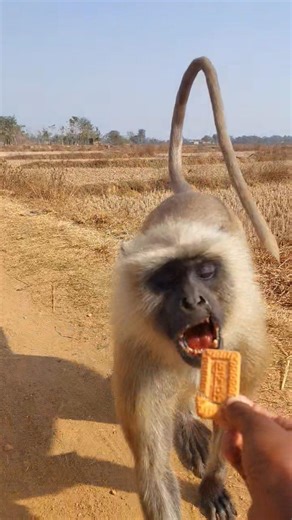 This Langur Walked Straight to Me…!