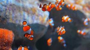 Beautiful Tropical Fish Aquarium Ocean Near Stock Footage Video (100% Royalty-free) 3443461059 | Shutterstock