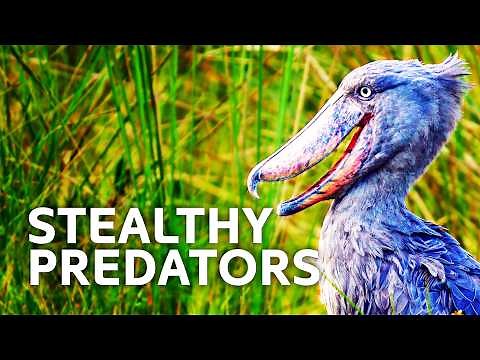 The Stealthy Wildlife of the Congo River