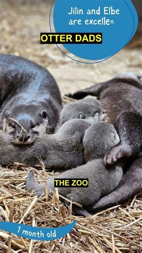 Virginia Zoo announces birth of three Asian small-clawed otter pups