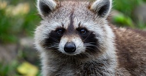 What Is Your Spirit Animal?... (And What Does That Even Mean?)