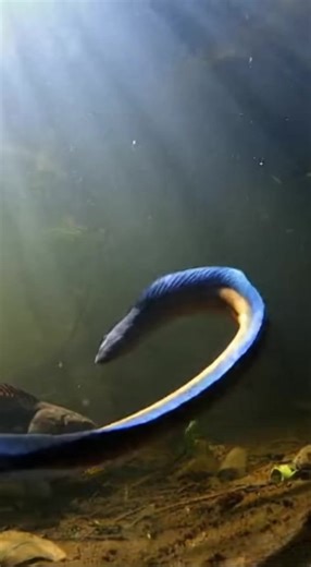 Place a camera to capture eels and catfish in the lake.​ #fish | Marady