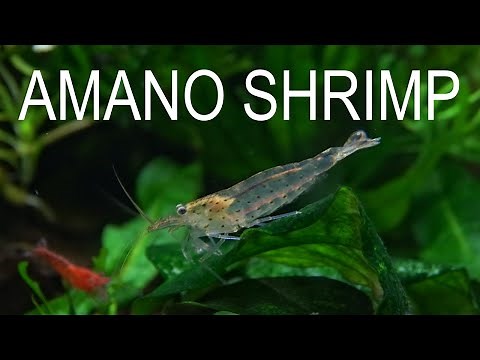 AMANO SHRIMP : EVERYTHING YOU NEED TO KNOW - Full Care Guide