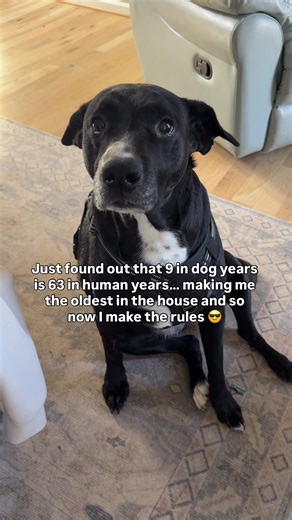 Colbie is in charge now. She makes the rules #dogs #dogoftheday #funnyvideos #cutedogs #dogsoftiktok