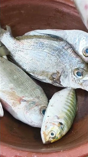இன்னைக்கு என்ன மீன்கள்#viral #trending #youtubeshorts #fish #cooking #tamil #best