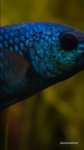 Royal Blue Betta Fish Close-Up | Elegant Zen Aquarium Relaxation Video