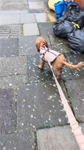 Running to get out of the rain. pampered princess.🤣 #cockapoopuppies #diewithasmile #puppy #shorts