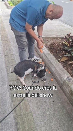 LA ESTRELLA DEL SHOW #ADVENTURE #follower #fyp #trending #views #pigfeed #minipig #viral #estrella