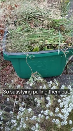 Job of the day: Pulling some umwanted grass #gardencleanup #work #newzealand #shorts #plssubscribe