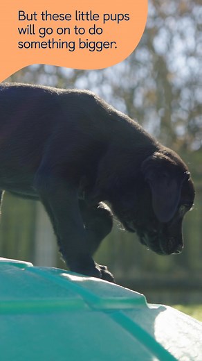 Help Piper, Leo & Honey take their first step as they grow into life-changing guide dogs. Do something amazing! Sponsor a puppy from £1 a week and follow their training journey. [Visual description: Video montage of future guide dog puppies – Piper, a Labrador/golden retriever cross, plays with a caterpillar toy; Honey, a Labrador/golden retriever, chews on a tug toy; and Leo, an adorable black Labrador, trots across the grass. The montage continues with each puppy playing at the National Centre