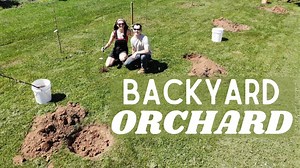 Planting bare root fruit trees to start an orchard